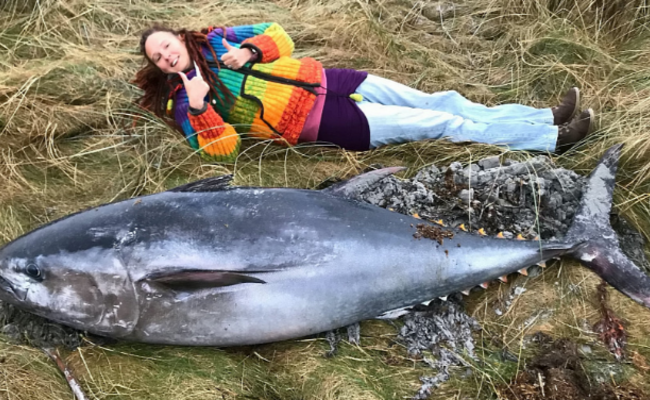 比人还长的金枪鱼