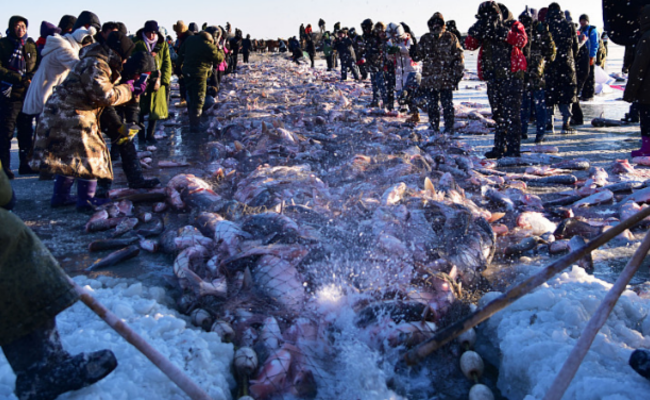 一网捞出30万斤鱼