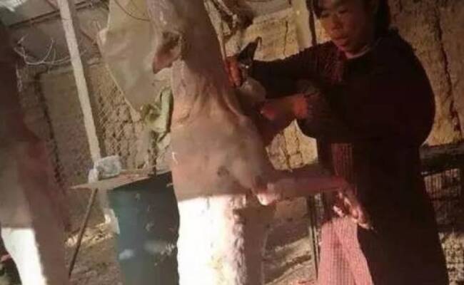 银川非法屠狗场　金毛藏獒遭剥皮拆骨