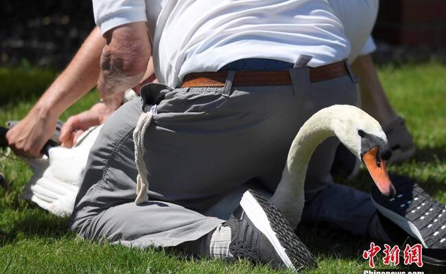 英国对泰晤士河天鹅进行年度“体检”