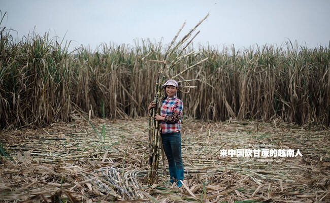 《在人间》第145期：来中国砍甘蔗的越南人
