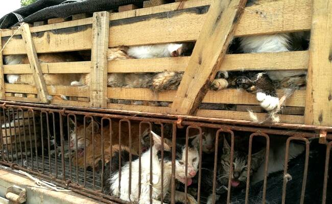 500多只猫遭诱捕 送饭店前被警方查获