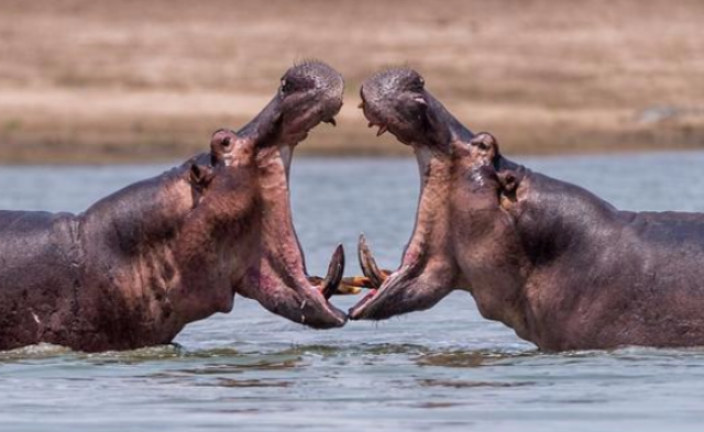河马打架|组图