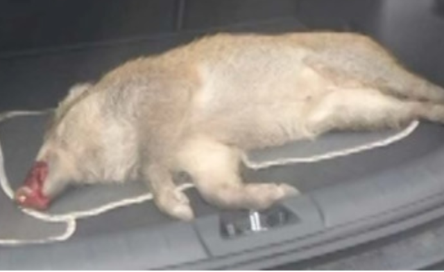 高速上，汽车撞上野猪|组图