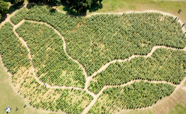 向日葵的金色花海|组图
