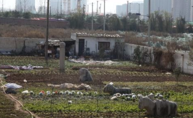 西安“宣王墓”成菜地 文物局：不破坏文物就行