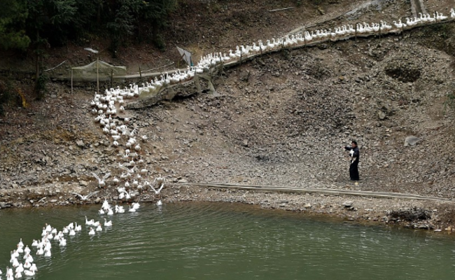 深山贫困县，老兵养鹅2年创收近百万