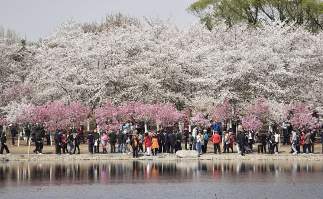 北京樱花盛开 