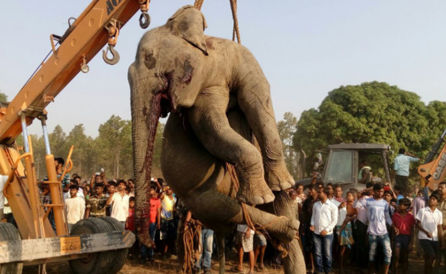 印度4头大象被火车撞飞现场