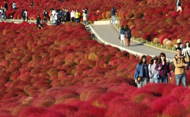 日本茨城县3万株地肤变色