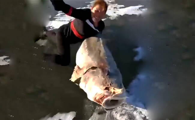 百斤大鱼冰封江面 渔民破冰挖鱼