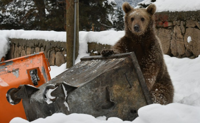 忘记冬眠小棕熊闯入居民区翻垃圾