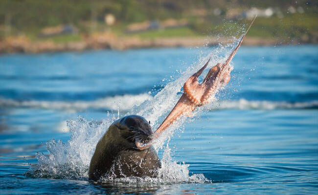 南非海豹章鱼激烈厮杀上演生死大战