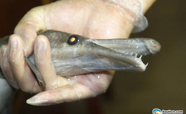 男子要放生怪鱼：鳄鱼嘴蛇皮肤