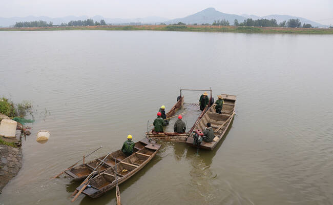安徽渔民捕鱼现场 共20000斤河鱼捕捞上岸
