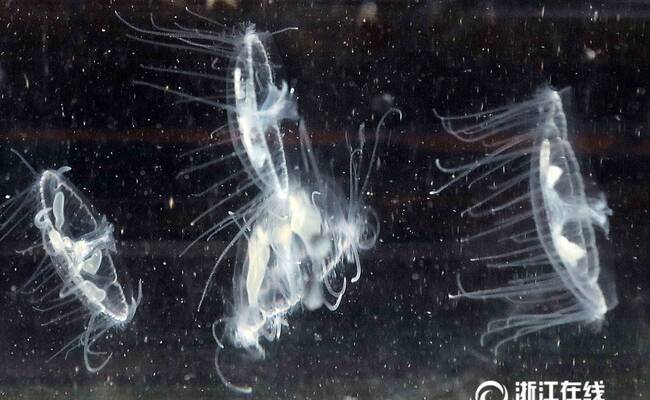 义乌发现桃花水母 比恐龙还古老