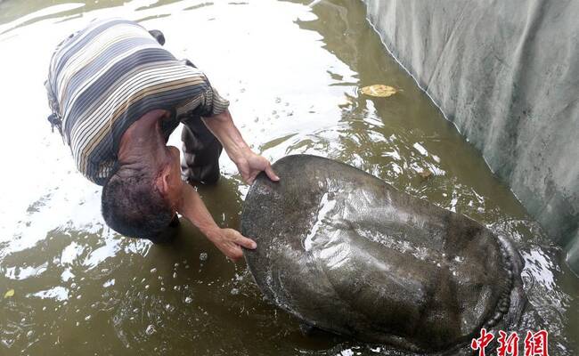福建水池现巨鼋 体长1米重达百斤