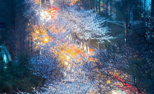 南京：市民春分时节赏夜樱