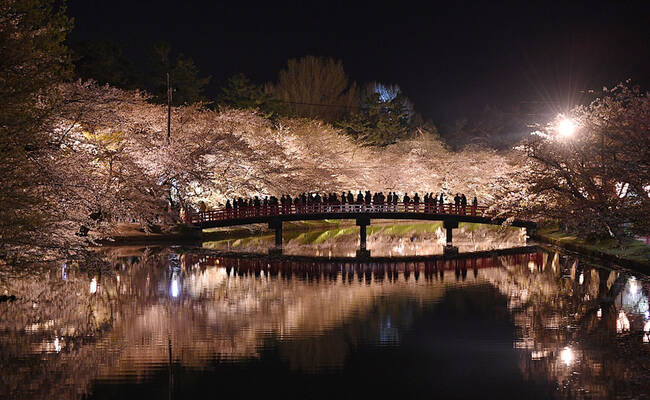 夜间赏樱 日本弘前城堡公园樱花盛放