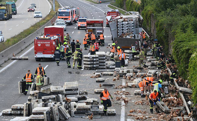 卡车出车祸 7000只鸡“霸占”高速路