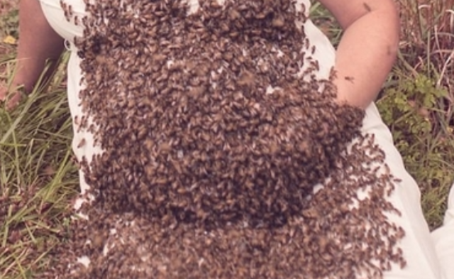 女子与2万只蜜蜂拍摄孕照丨组图