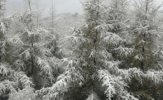 北京下雪了丨现场图