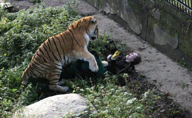 游客目睹饲养员被老虎袭击