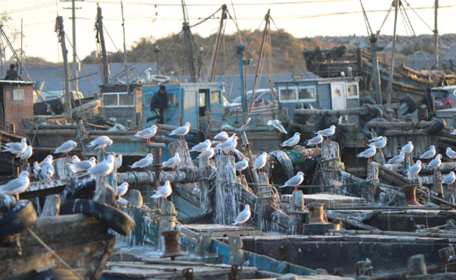 大批红嘴鸥青岛越冬 罕见三趾鸥现身码头
