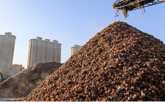 300万斤“贝壳山”