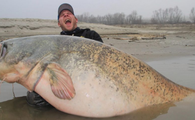 男子钓260斤大鱼 花45分钟拖其上岸