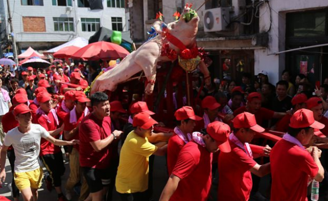 浙江温州：众人簇拥抬大猪
