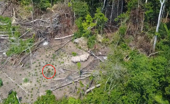 与世隔绝的亚马逊部落曝光