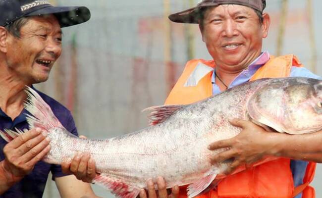 江苏常州：渔民捕获大鱼