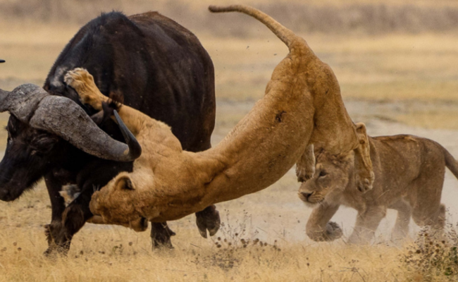水牛“狮口脱险”