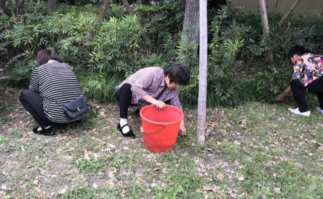 小区银杏果成熟 市民捡果忙