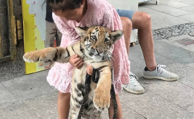 福建：9岁女童遛老虎