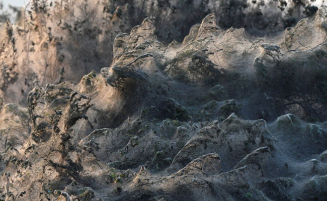 这不是海浪 是蜘蛛网