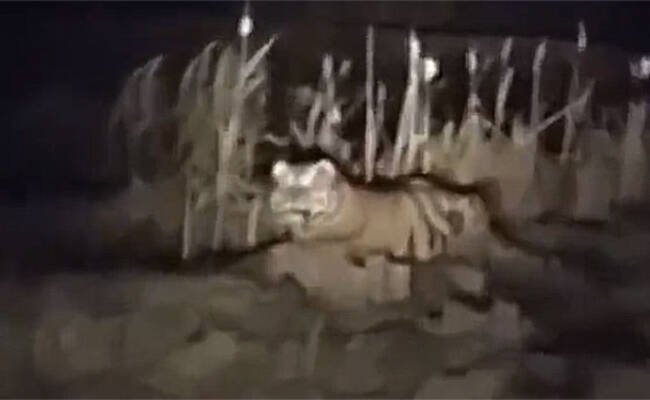 回家路上躺着一只400斤重的东北虎