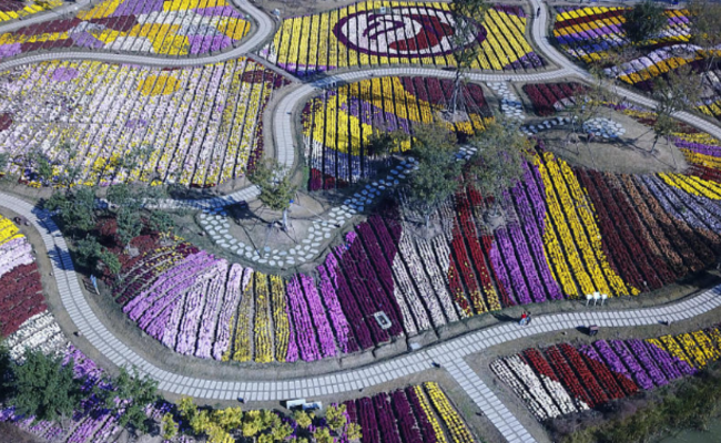 江苏：“菊花无双”