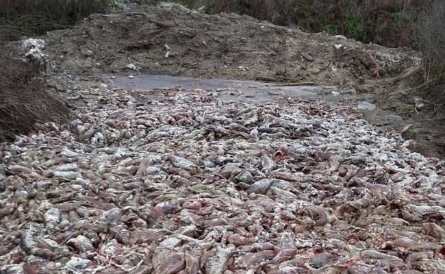 皮草工厂：活剥貂皮 数千尸体遗弃荒野