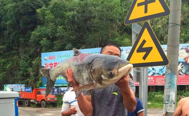 湖南：暴雨过后各地频频捡到大鱼