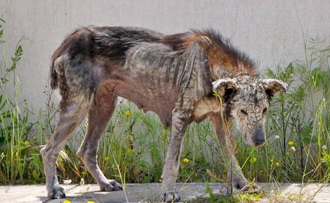流浪狗被救助前后对比照