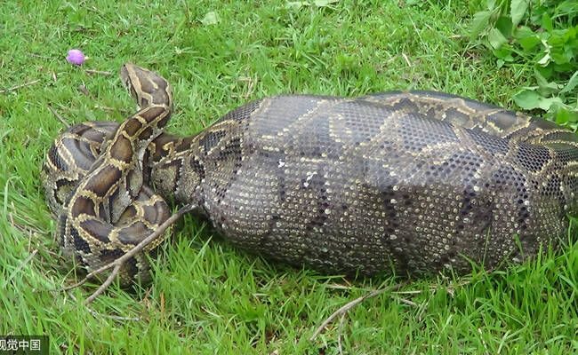 5米巨蟒吞食山羊 腹部膨胀被困
