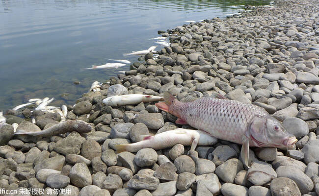 山东东营一公园湖面突现大量死鱼
