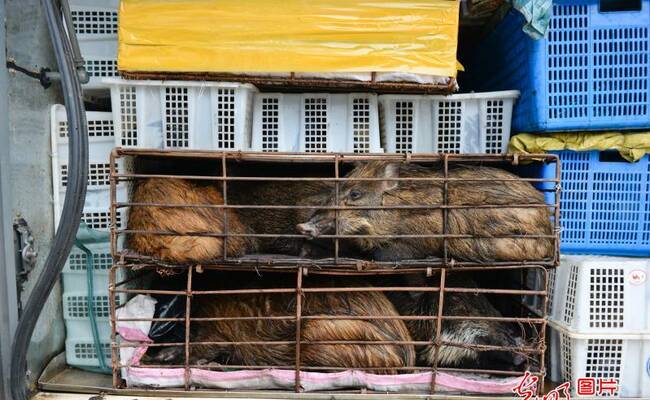 江西九江截获一批违法运输野生动物 