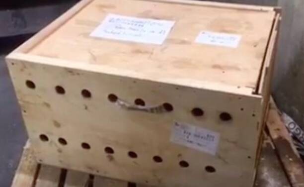 可疑木箱放机场7天 被打开后发现老虎