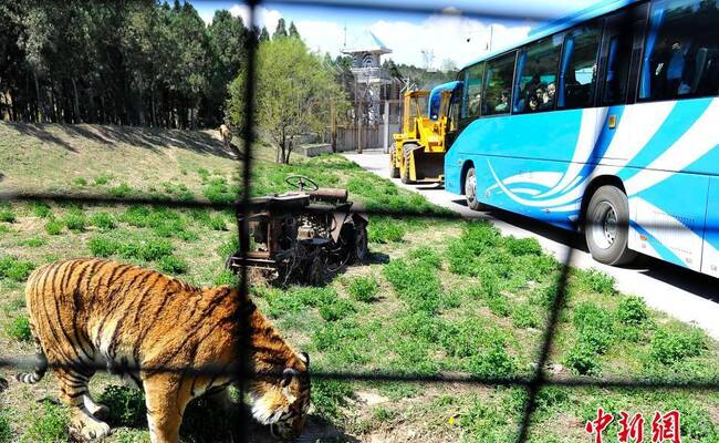 动物园安全逃生演练 真老虎上阵