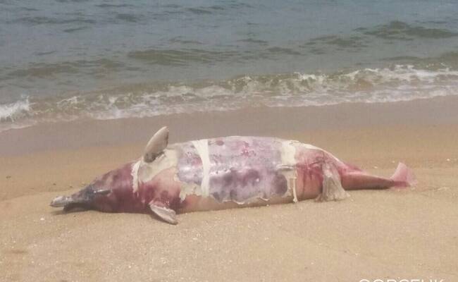 香港海滩发现海豚尸体 怀有小海豚