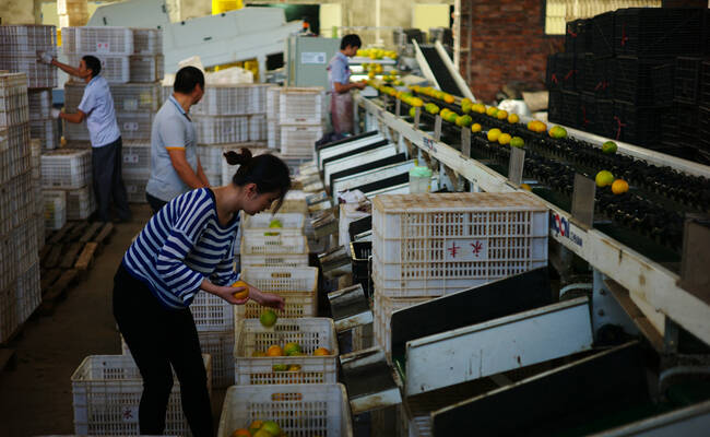 辞职从农 90农二代女孩成为