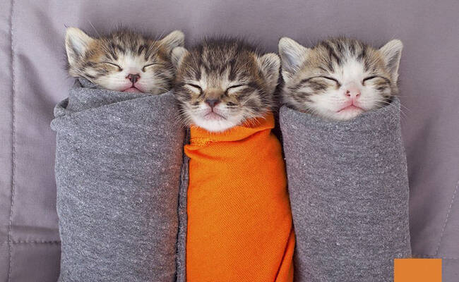 走进美国犹他州动物救助站